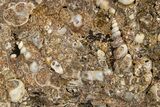 Fossil Freshwater Snails (Elimia) In Limestone - Wyoming #324607-1